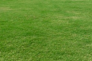 Septic Drain Field