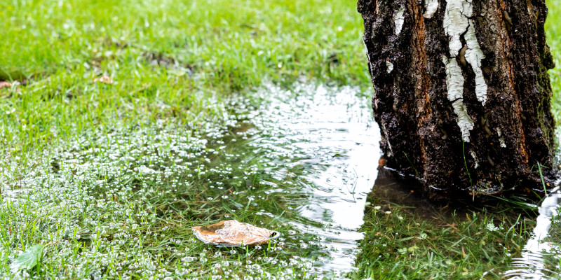 How to Tell if Your Septic Drain Field Needs Repair