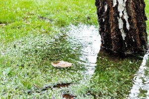 Three Signs That You Need Drain Field Repair