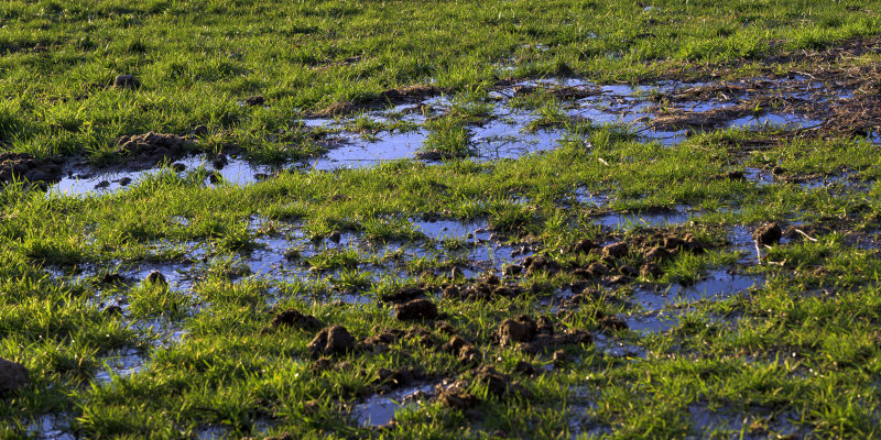 What Is Drain Field Repair?